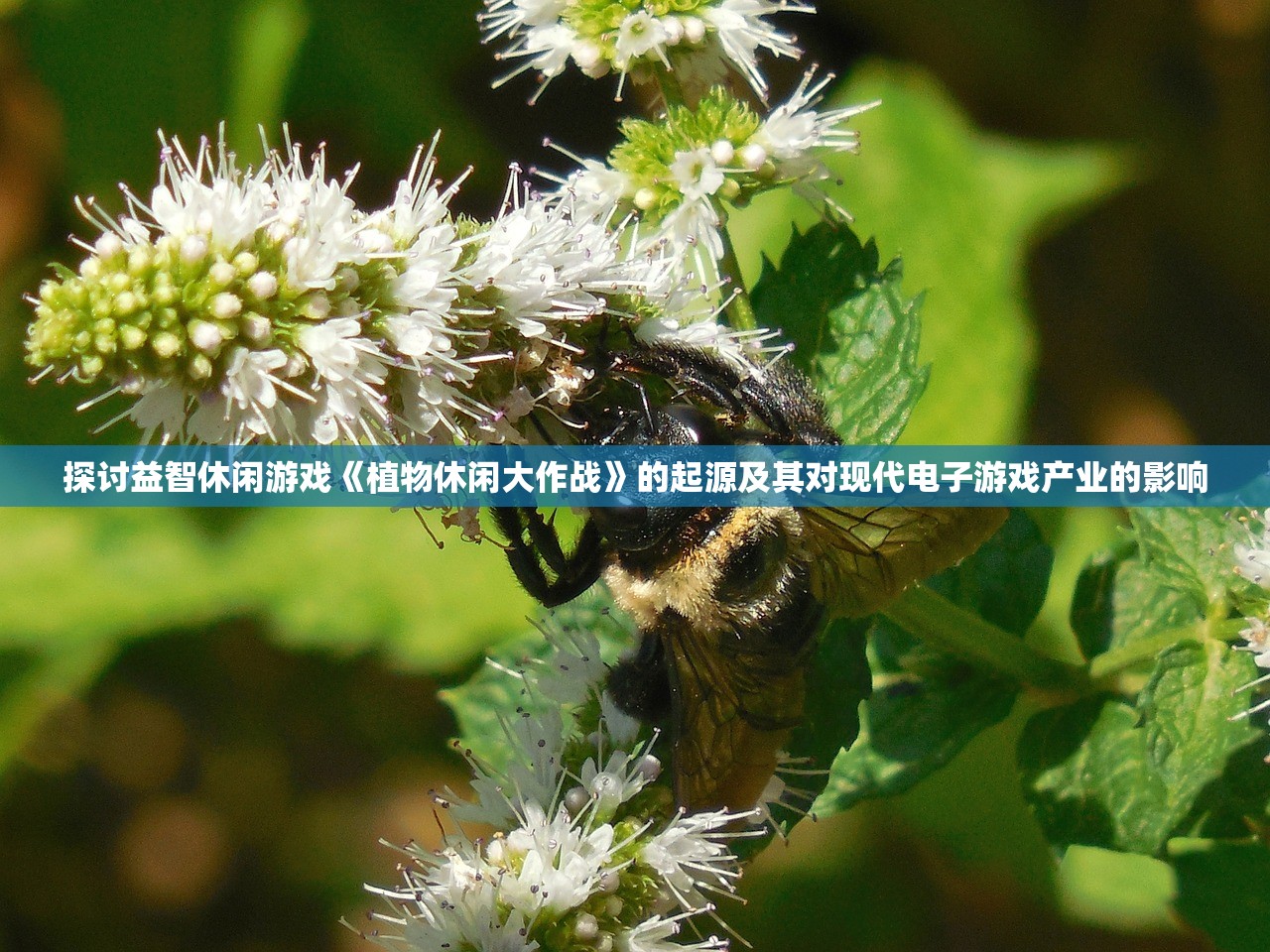 深度剖析《蜂之恋》：细析各个角色之强度，揭秘哪位人物实力最强