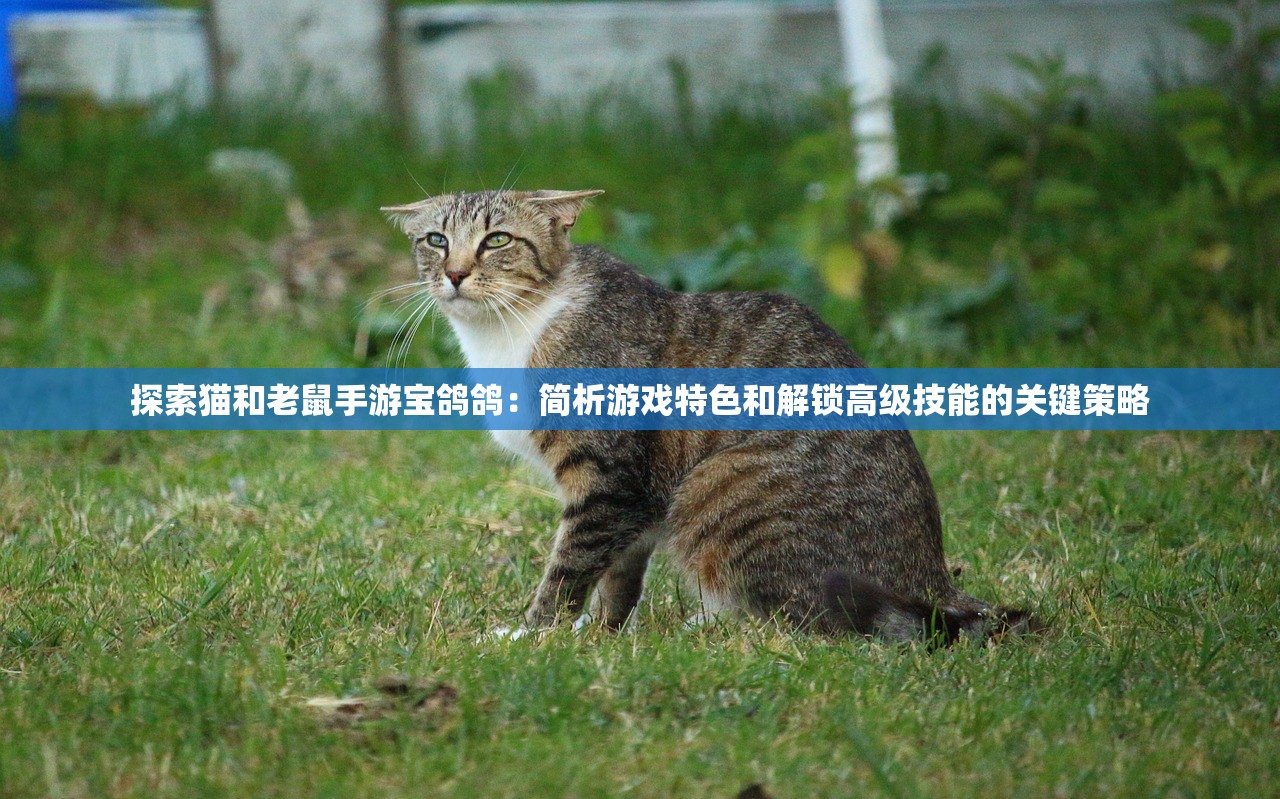 探索猫和老鼠手游宝鸽鸽：简析游戏特色和解锁高级技能的关键策略
