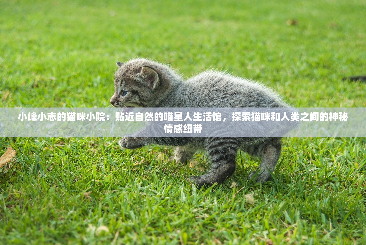 小峰小志的猫咪小院：贴近自然的喵星人生活馆，探索猫咪和人类之间的神秘情感纽带