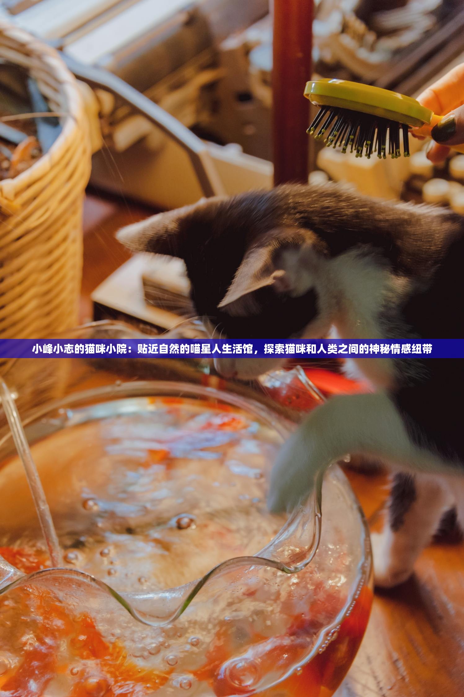 小峰小志的猫咪小院：贴近自然的喵星人生活馆，探索猫咪和人类之间的神秘情感纽带
