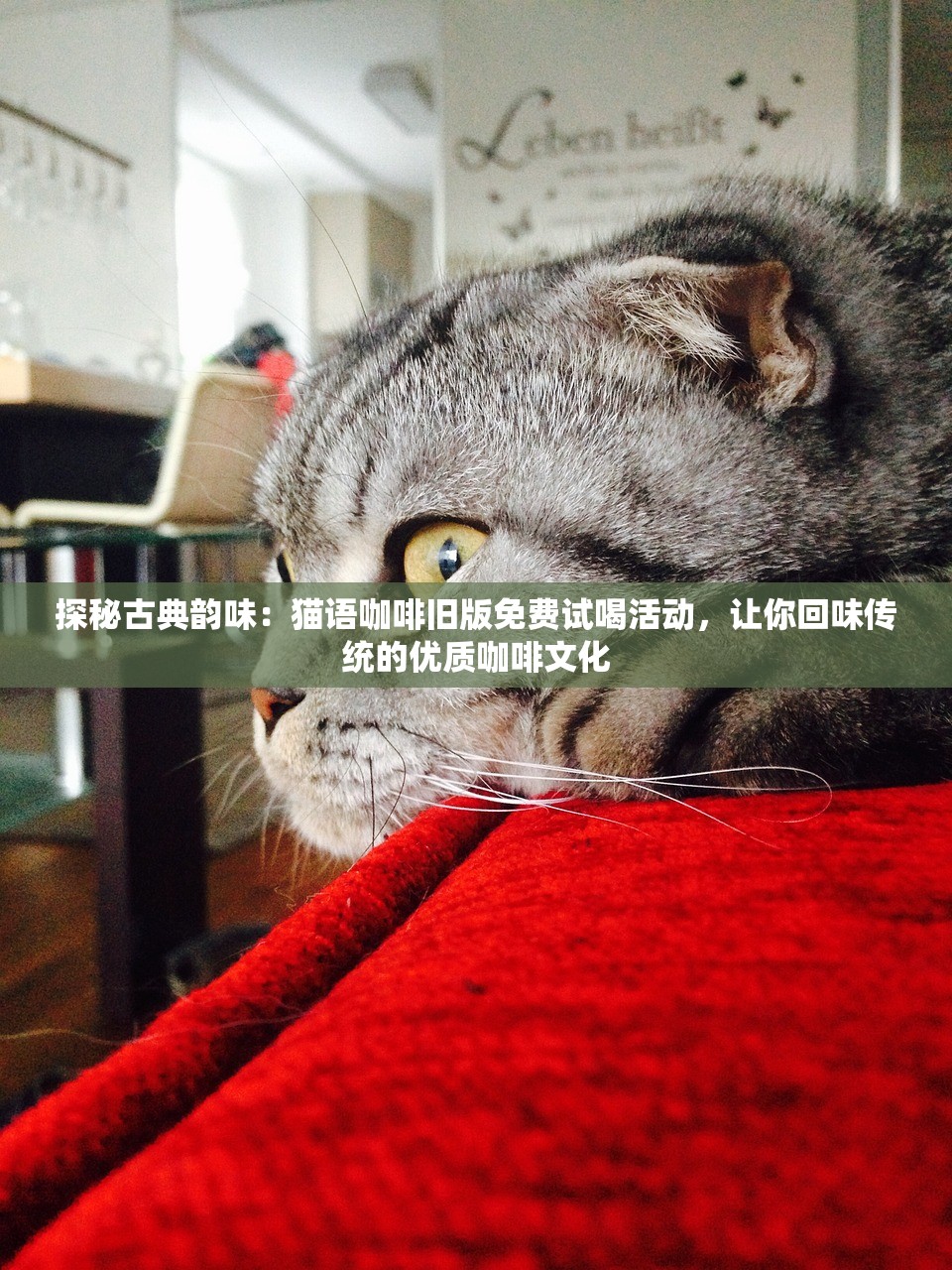 探秘古典韵味：猫语咖啡旧版免费试喝活动，让你回味传统的优质咖啡文化