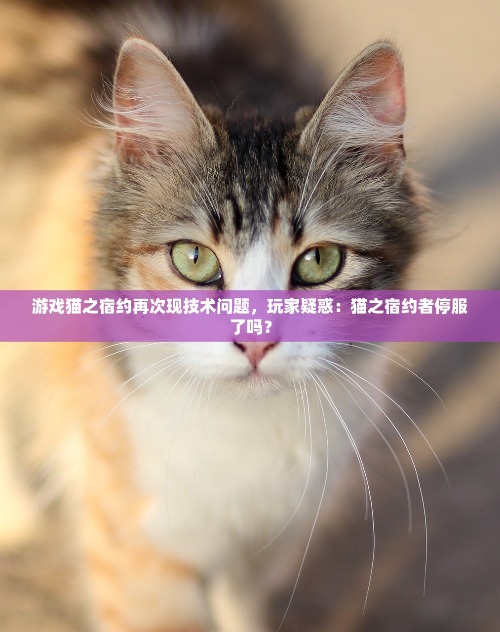 游戏猫之宿约再次现技术问题，玩家疑惑：猫之宿约者停服了吗？