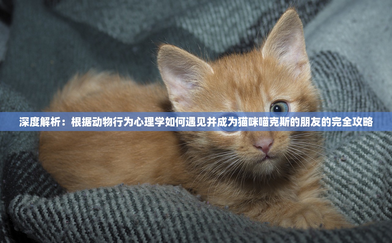 深度解析：根据动物行为心理学如何遇见并成为猫咪喵克斯的朋友的完全攻略