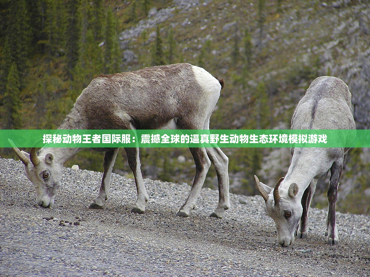 探秘动物王者国际服：震撼全球的逼真野生动物生态环境模拟游戏