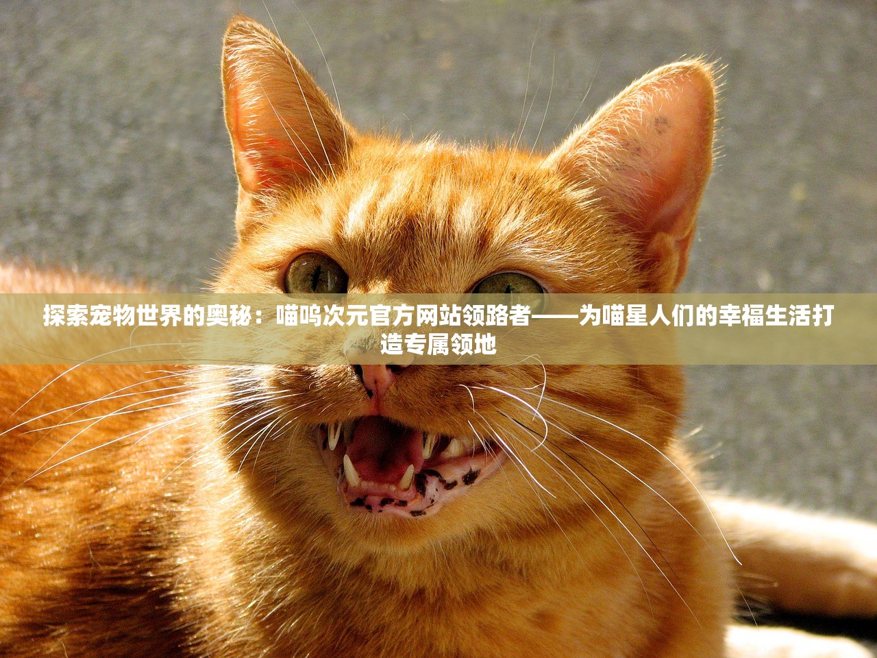 探索宠物世界的奥秘：喵呜次元官方网站领路者——为喵星人们的幸福生活打造专属领地