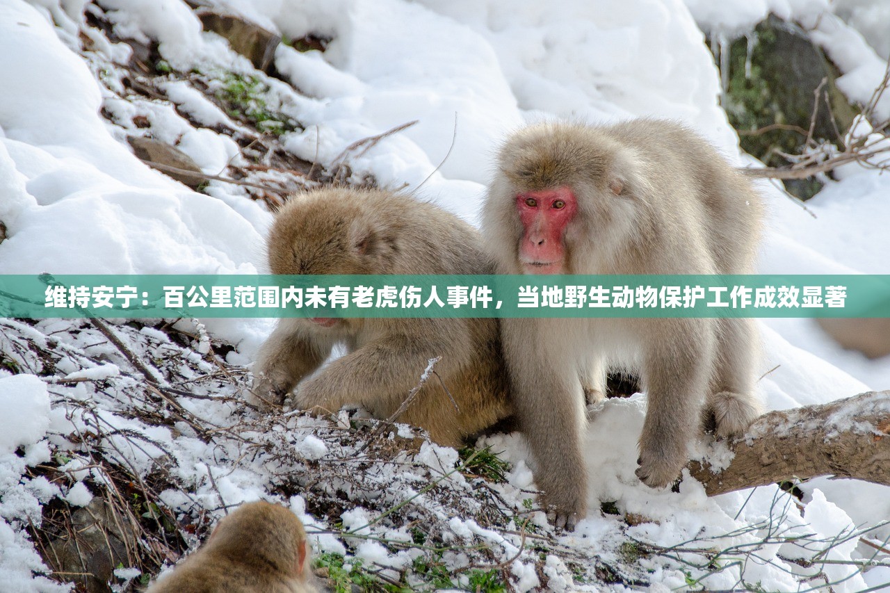 维持安宁：百公里范围内未有老虎伤人事件，当地野生动物保护工作成效显著