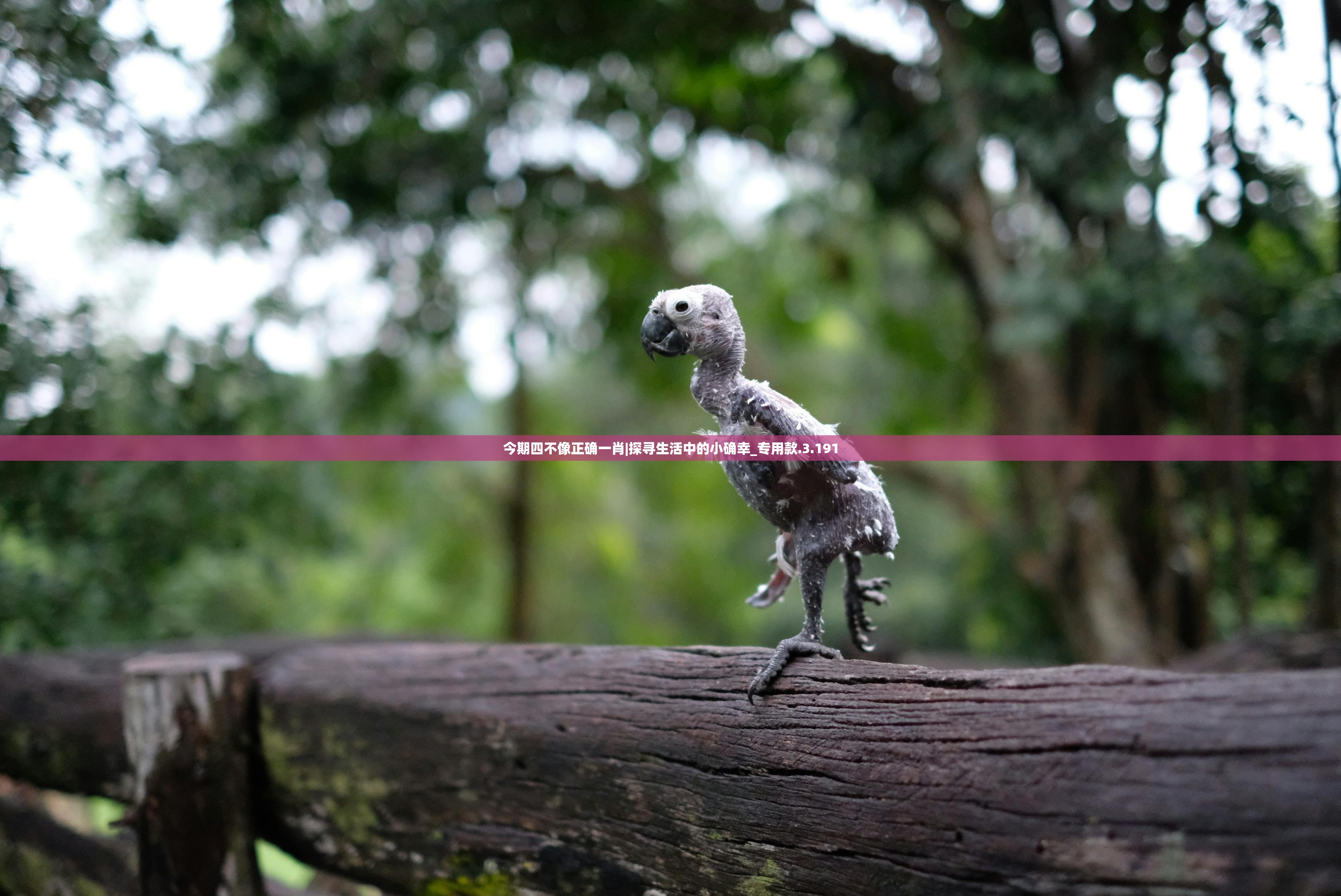 2024澳门最精准正版免费大全|探索城市新风尚与秘密角落_mShop.0.387