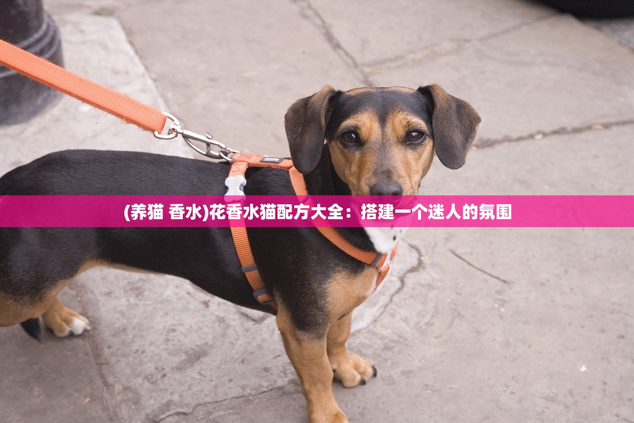 (快乐功夫茶歌词)快乐功夫茶之歌，一曲茶韵与功夫的完美结合