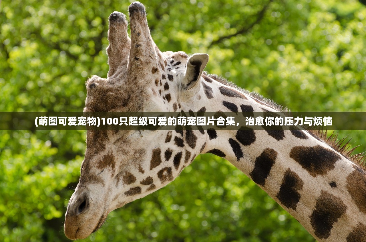 (卧龙吟歌词完整版)卧龙吟歌词的魅力与深度解析