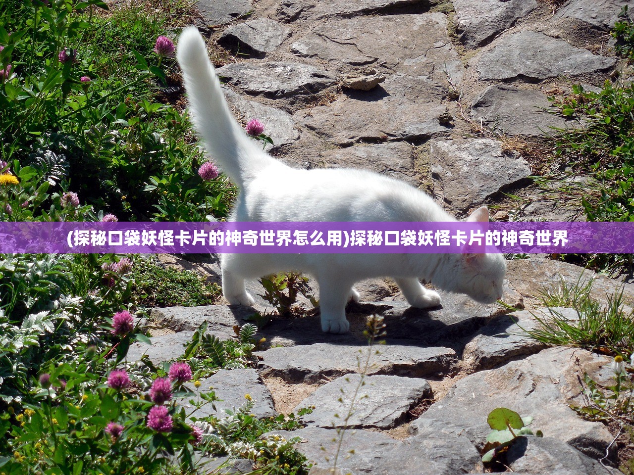 (少年名将阵容搭配最新版攻略)少年名将阵容搭配最新版详解与策略分析