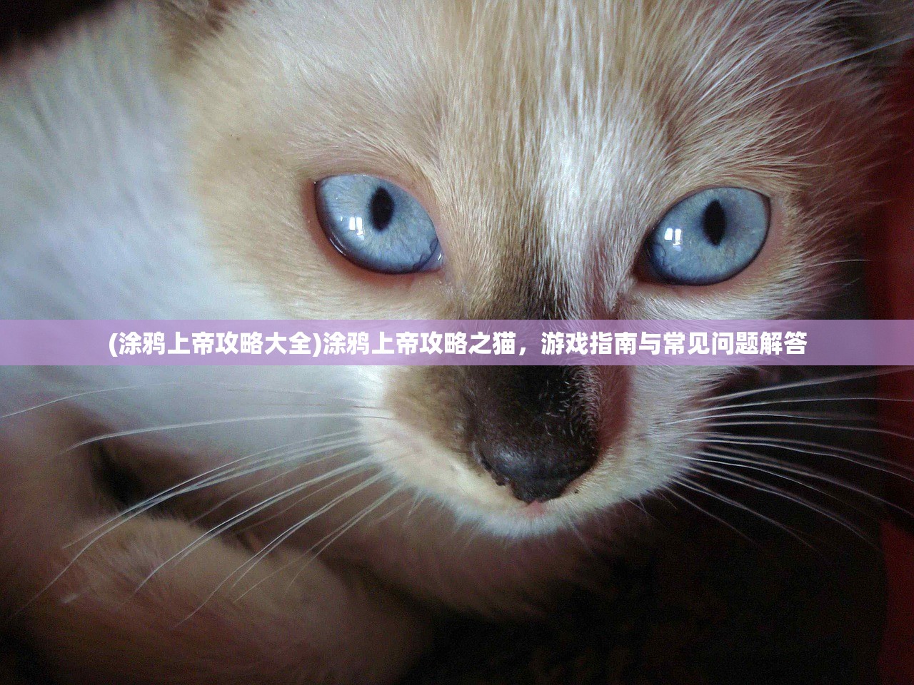 (创世纪元巅峰之战哪个职业好)创世纪元，巅峰之战——一场史诗般的战争盛宴