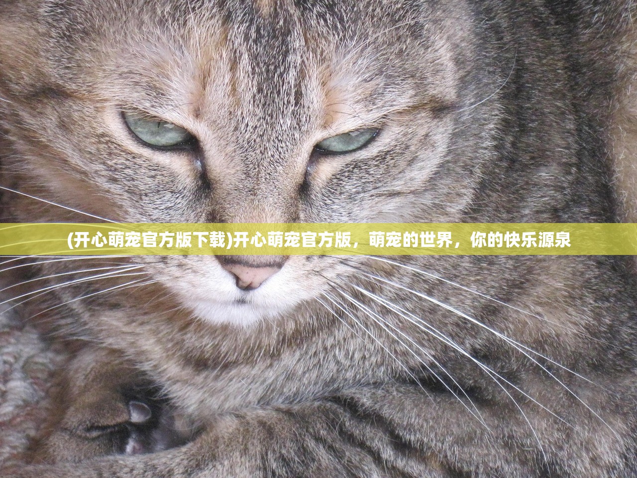 (有间餐吧)有间中餐厅无限金币钻石版，游戏新体验深度解析与常见问题解答