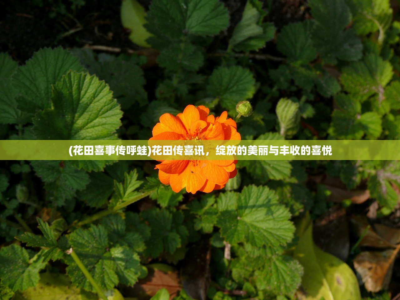 (豆丁历险记怎么玩)豆丁历险记,一场充满乐趣与冒险的旅程,值得一试吗? (豆丁历险记怎么玩)豆丁历险记,一场充满乐趣与冒险的旅程,值得一试吗?