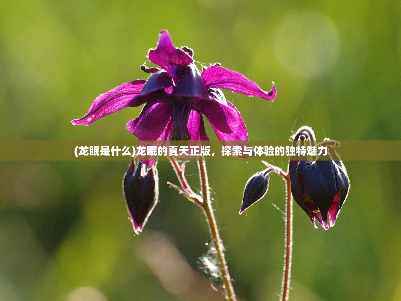 (烈焰裁决攻略英雄怎么选)烈焰裁决者为何被称为FFF?——名字背后的故事与解析 (烈焰裁决攻略英雄怎么选)烈焰裁决者为何被称为FFF?——名字背后的故事与解析