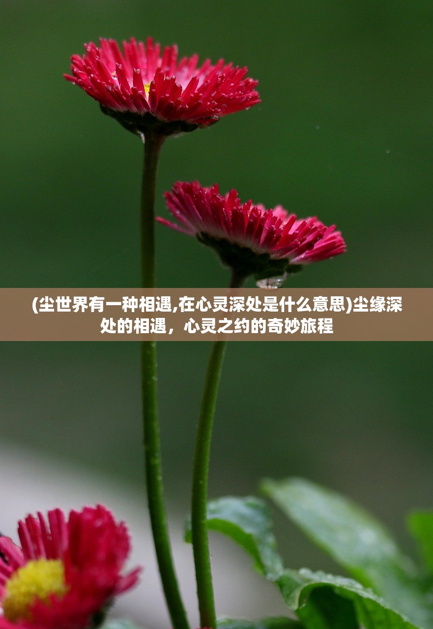 (尘世界有一种相遇,在心灵深处是什么意思)尘缘深处的相遇,心灵之约的奇妙旅程 (尘世界有一种相遇,在心灵深处是什么意思)尘缘深处的相遇,心灵之约的奇妙旅程