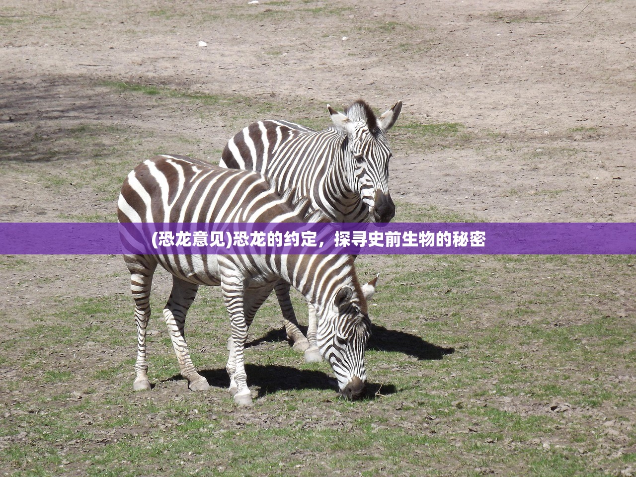 (大话诛仙手机能玩吗知乎)大话诛仙手游，手机能否畅玩？