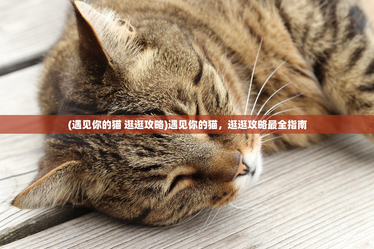 (遇见你的猫 逛逛攻略)遇见你的猫，逛逛攻略最全指南