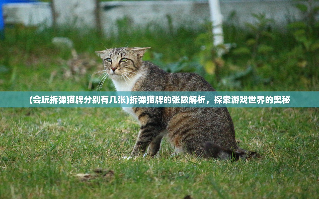 (会玩拆弹猫牌分别有几张)拆弹猫牌的张数解析，探索游戏世界的奥秘