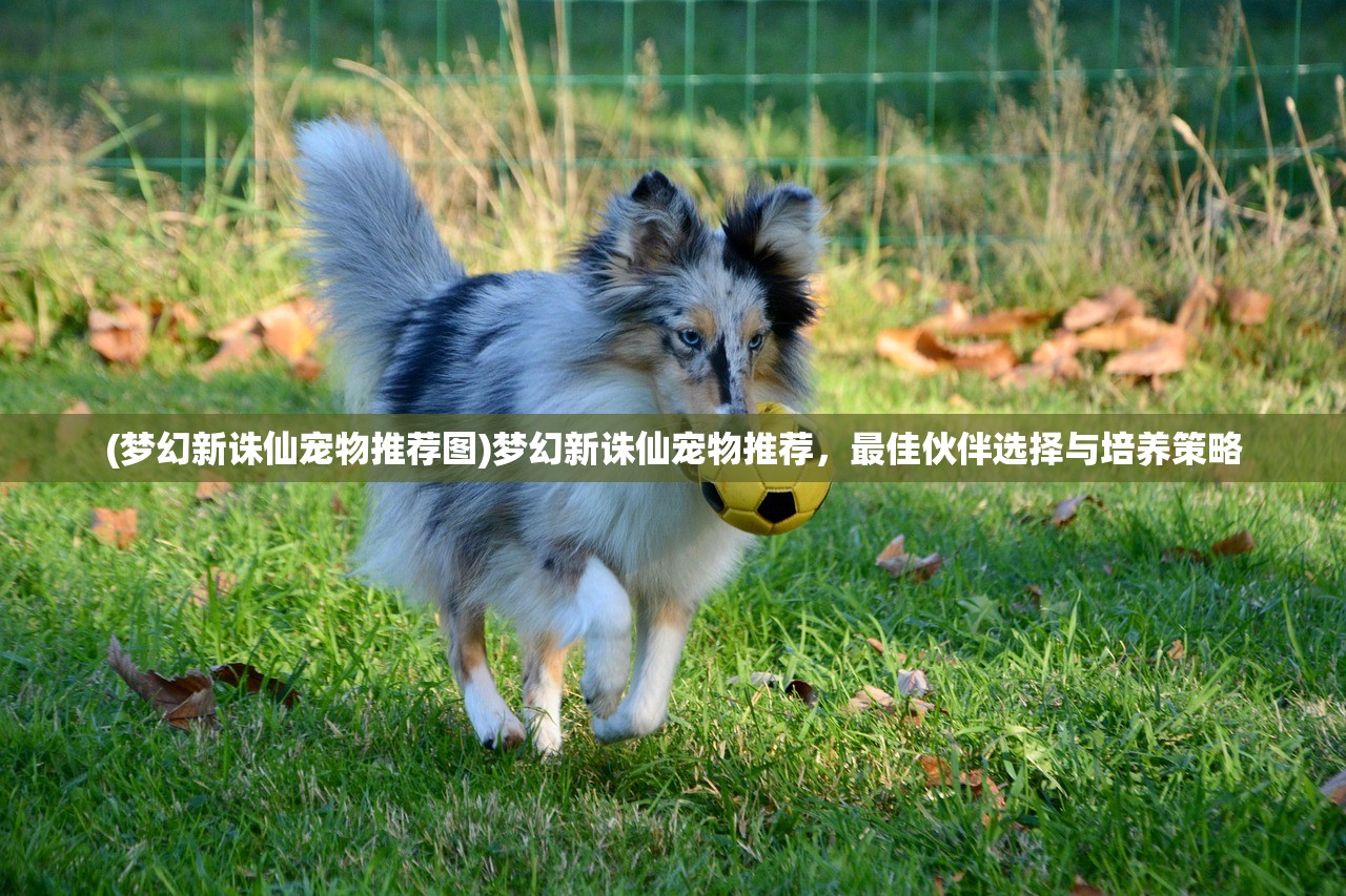 (梦幻新诛仙宠物推荐图)梦幻新诛仙宠物推荐，最佳伙伴选择与培养策略