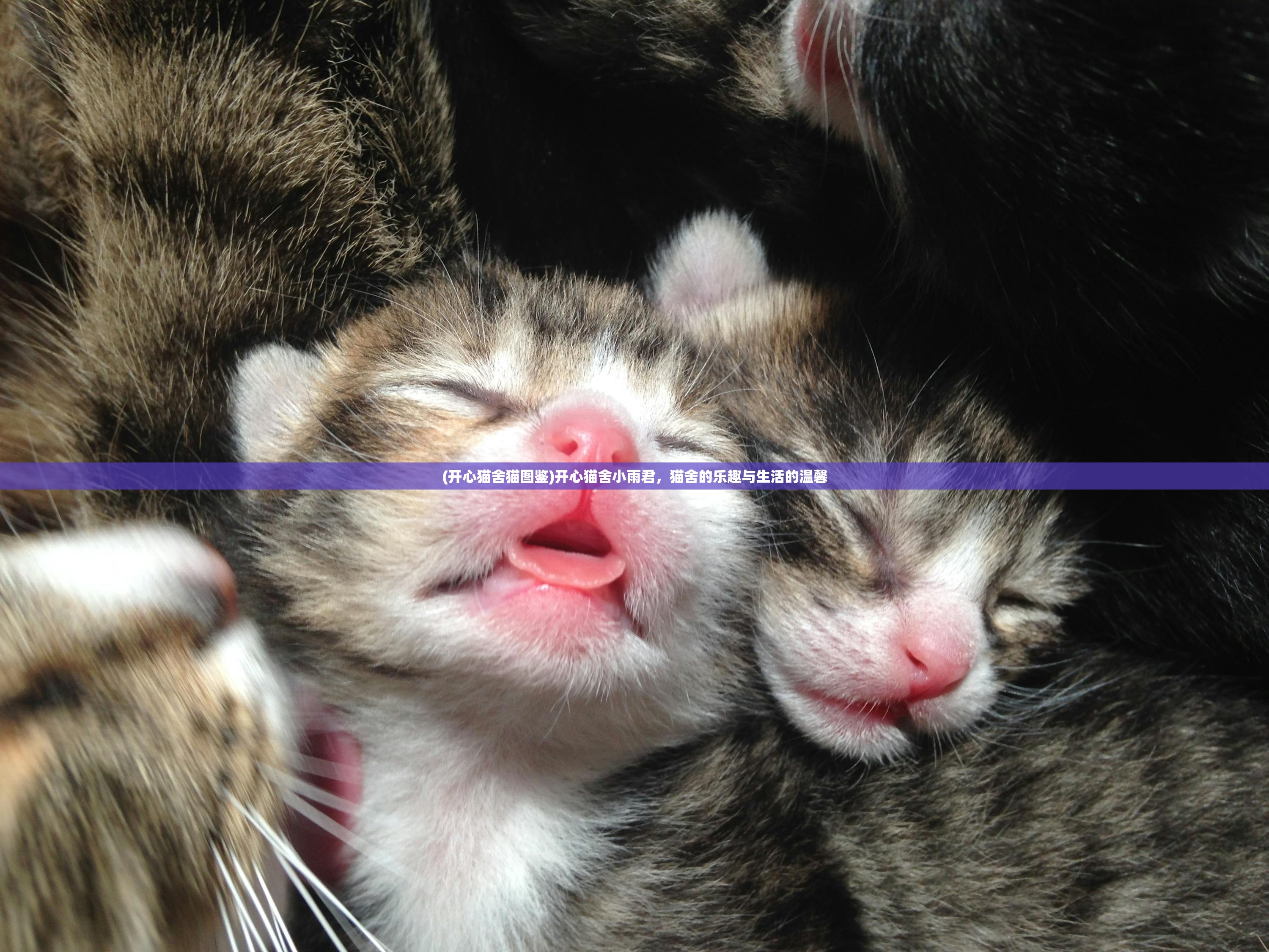 (开心猫舍猫图鉴)开心猫舍小雨君，猫舍的乐趣与生活的温馨