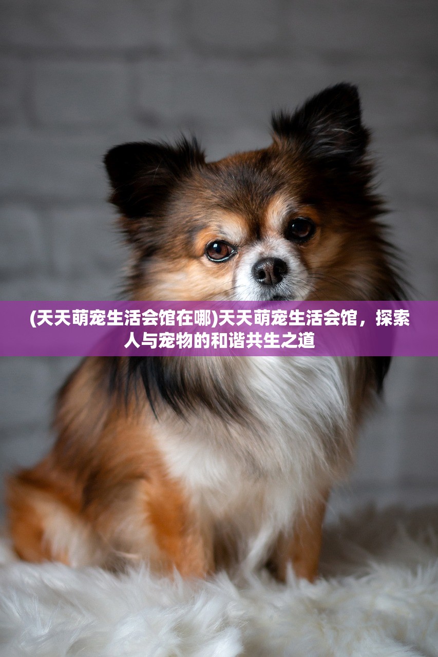 (天天萌宠生活会馆在哪)天天萌宠生活会馆，探索人与宠物的和谐共生之道