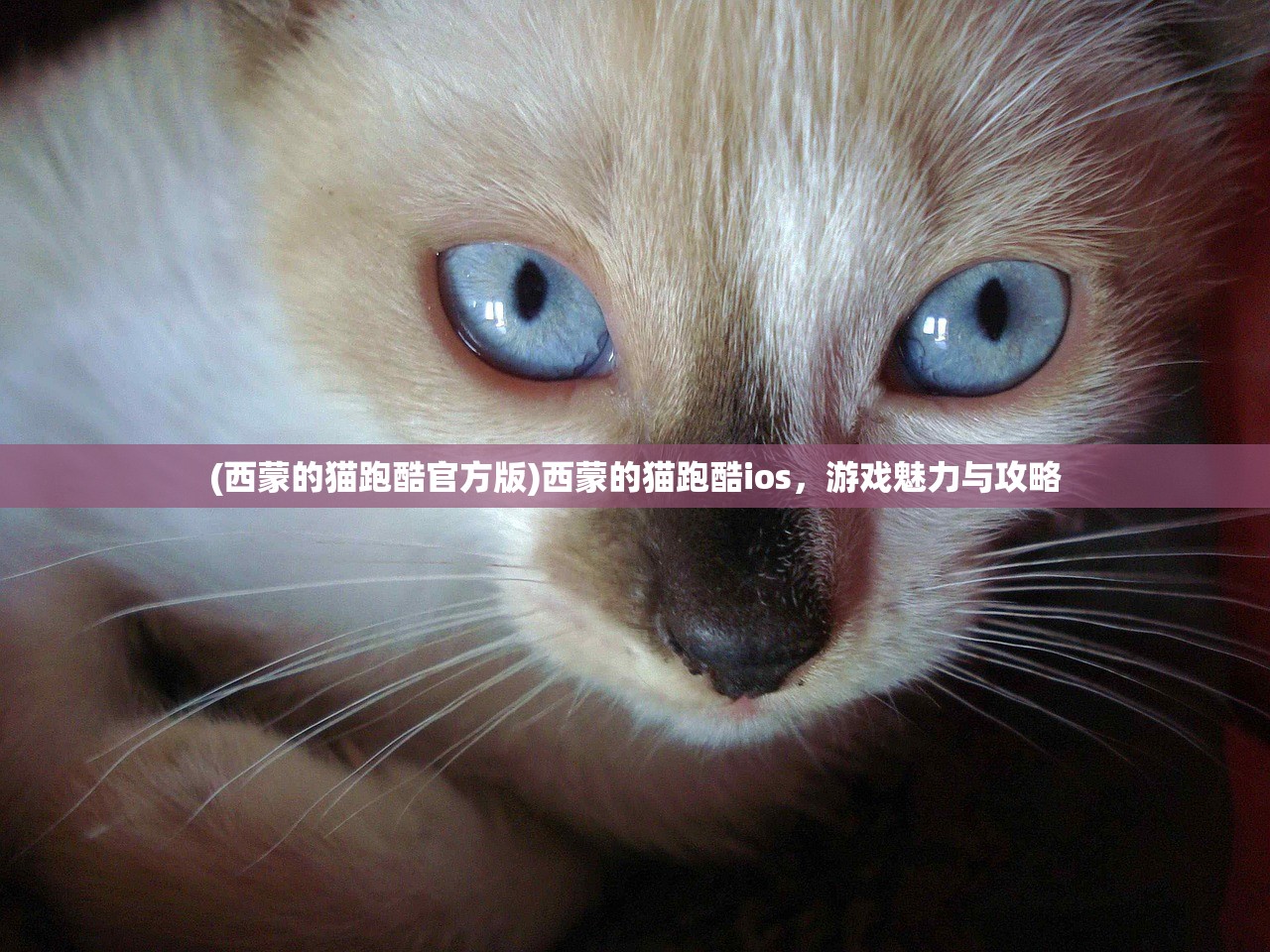 (西蒙的猫跑酷官方版)西蒙的猫跑酷ios，游戏魅力与攻略