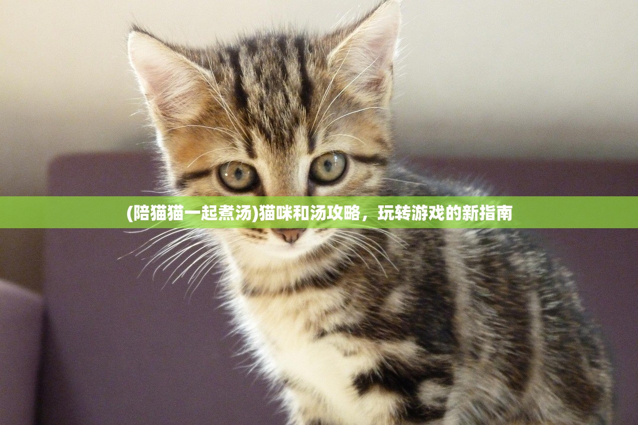 (陪猫猫一起煮汤)猫咪和汤攻略，玩转游戏的新指南