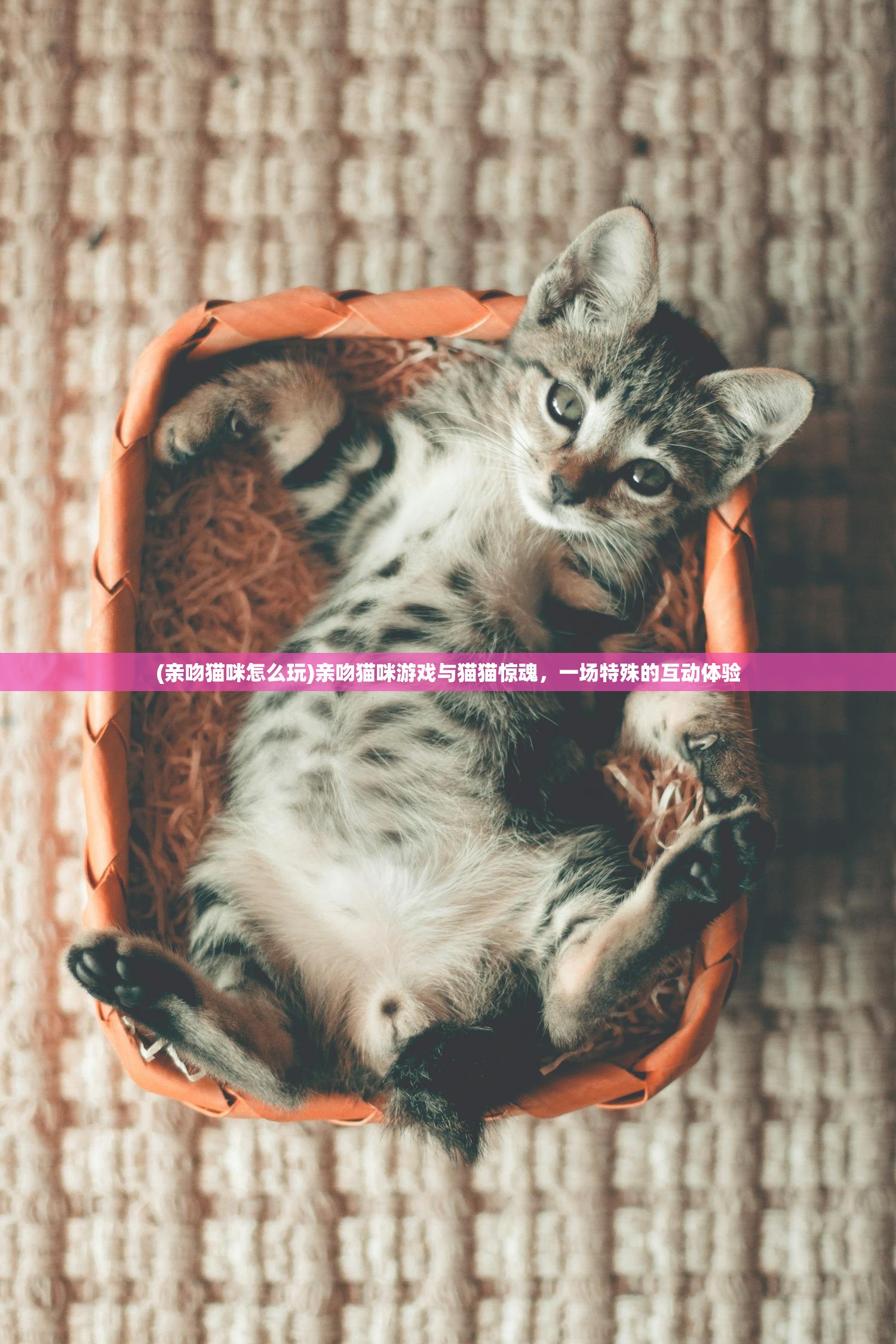 (亲吻猫咪怎么玩)亲吻猫咪游戏与猫猫惊魂，一场特殊的互动体验