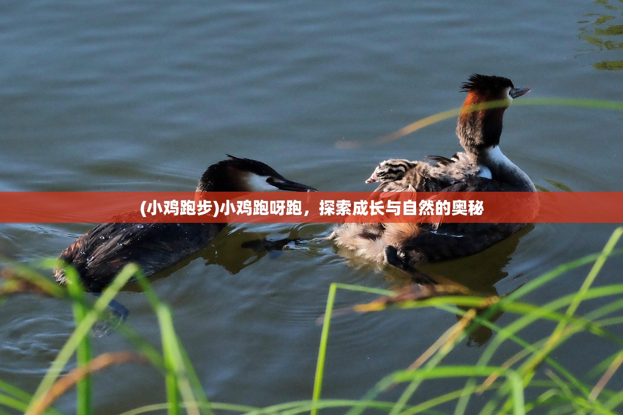 (小鸡跑步)小鸡跑呀跑，探索成长与自然的奥秘