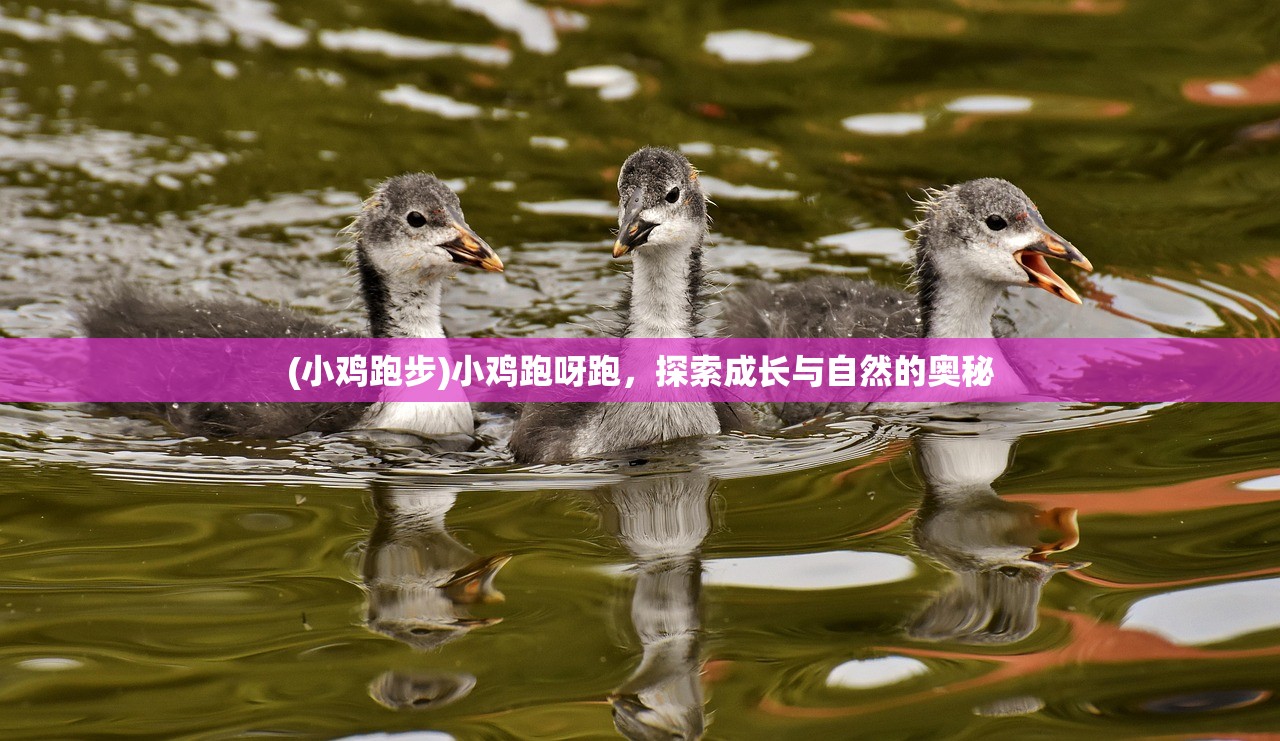 (小鸡跑步)小鸡跑呀跑，探索成长与自然的奥秘