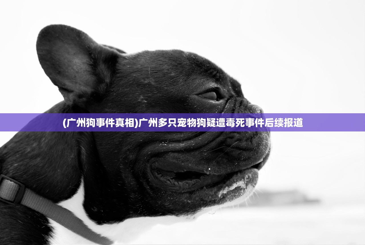 (广州狗事件真相)广州多只宠物狗疑遭毒死事件后续报道