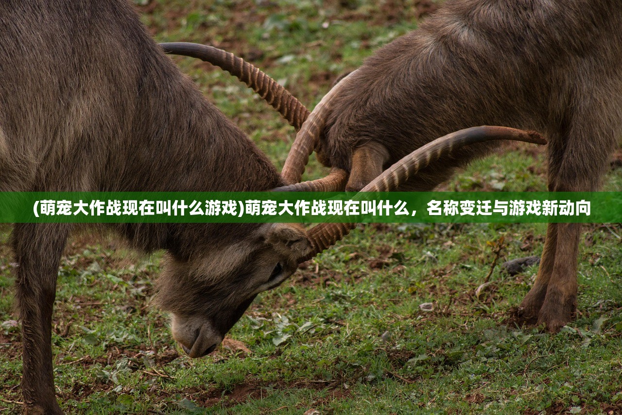 (萌宠大作战现在叫什么游戏)萌宠大作战现在叫什么，名称变迁与游戏新动向
