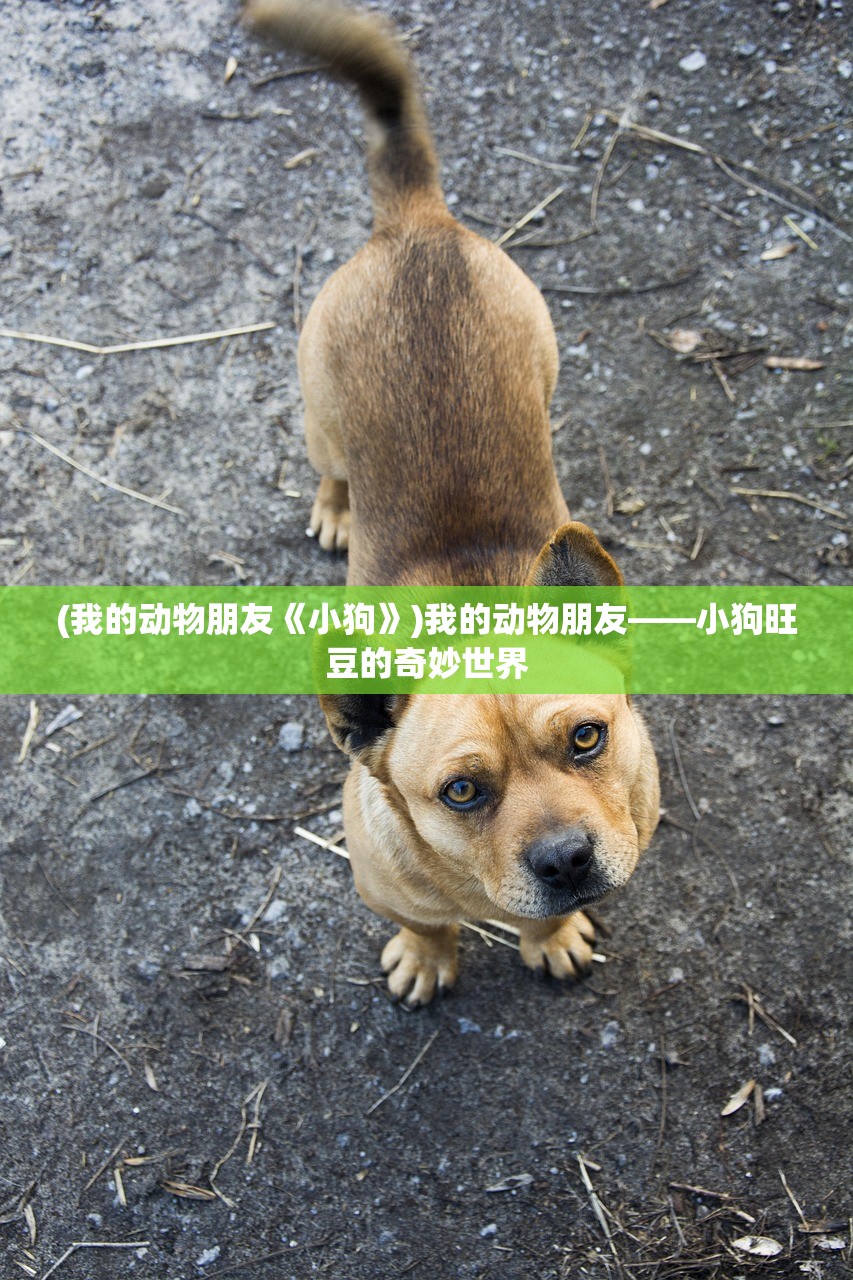 (我的动物朋友《小狗》)我的动物朋友——小狗旺豆的奇妙世界
