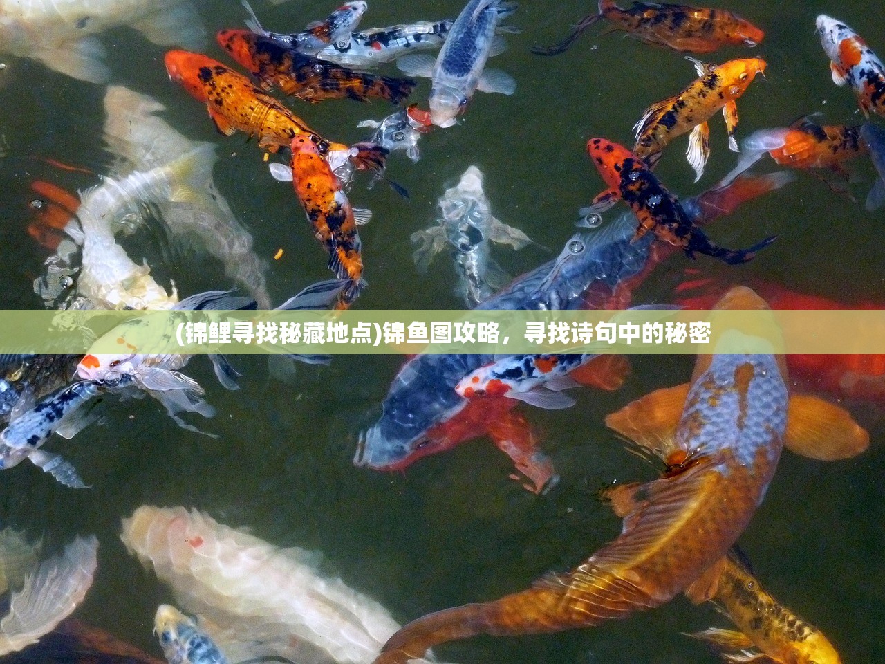(锦鲤寻找秘藏地点)锦鱼图攻略，寻找诗句中的秘密